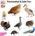 (2 Pampered Chicken Mama Molting Supplement for Chickens: Fluffiest Feathers Ever Backyard Chicken Feed and Supplies