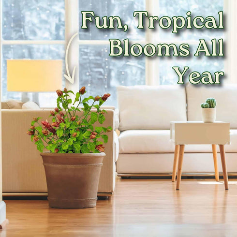 Bushy Shrimp Plants - Ideal Aquatic Companion for Your Aquarium