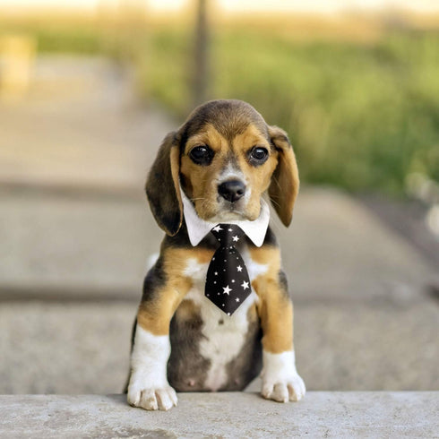 Segarty Dog Necktie – 6 PCS Classic Neck Tie Dog Tuxedo Bow Tie Collar with Striped Tie for Small Medium Dogs