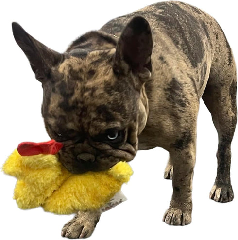 Chicken and Egg Crinkle Squeaker Toys for Dogs and Small Pets