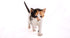 11Oz Hartz Powdered Kitten Milk Replacer Formula