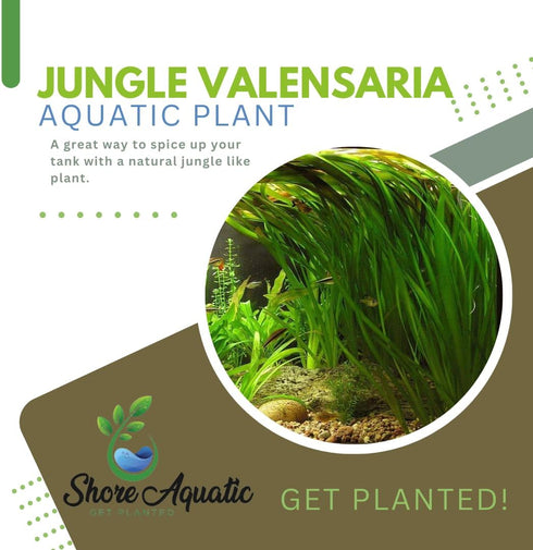 1/3/5 Pack (3 Jungle Vallisneria (Valensaria) Freshwater Aquatic Plant - Bunch Options Bunch)