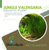 1/3/5 Pack (3 Jungle Vallisneria (Valensaria) Freshwater Aquatic Plant - Bunch Options Bunch)