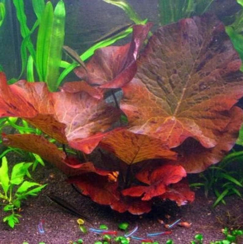 Marcus Fish Tanks - 3X Tiger Lotus Lily Nymphaea Lotus - Live