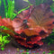 Marcus Fish Tanks - 3X Tiger Lotus Lily Nymphaea Lotus - Live