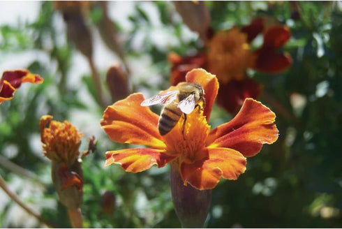 Feedlq-103 1 1 Count Harvest Lane Honey Gallon Liquid Bee Feed