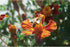 Feedlq-103 1 1 Count Harvest Lane Honey Gallon Liquid Bee Feed