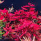 Super Red Ludwigia Aquarium Plants Live, Live Aquarium Tanks Ludwigia Aquatic Plants,