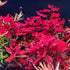 Super Red Ludwigia Aquarium Plants Live, Live Aquarium Tanks Ludwigia Aquatic Plants,