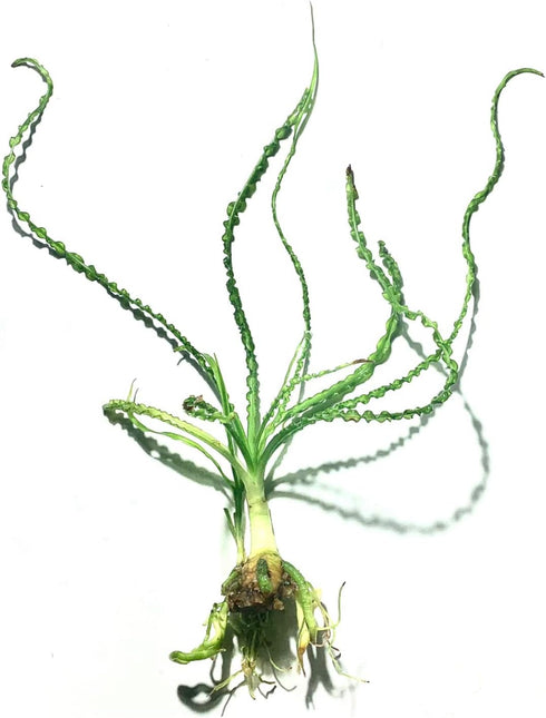 Crinum Calamistratum Live Aquarium Plant for Betta Fish - Easy to Grow