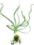 Crinum Calamistratum Live Aquarium Plant for Betta Fish - Easy to Grow