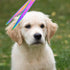 LILYS PET HIGH-END SERIES 8-Inch Japan 440C Rainbow Color Pet Grooming Straight Cutting Scissors for Dogs and Cats