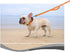 10FT Traffic Leash with 2 Handles, Reflective Dog Leash for Large Medium Dogs and Pullers