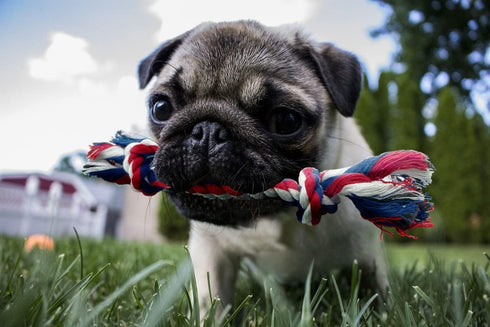 Small Dog and Puppy Knotted Rope Chew Toy - Extra Small Size 6"