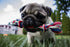 Small Dog and Puppy Knotted Rope Chew Toy - Extra Small Size 6"
