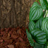 WOLEDOE Reptile Plants for Terrarium, Amphibian Habitat Decor Artificial Hanging Plants with Suction Cup - Fake