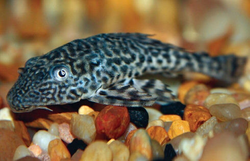 Aquatic Foods Inc. 8mm 1/3" Fish...WL2-lbs - Brine Shrimp/Red Algae Color Enhancing & Spirulina/Green Algae Sinking