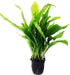 Microsorum Pteropus Java Fern Tall Full Potted Live Aquarium Plants Decorations Freshwater