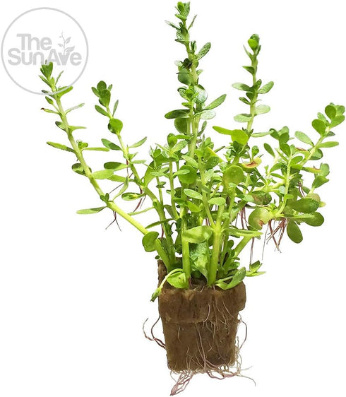 1. (7+ Bacopa Monnieri Easy Freshwater Live Aquarium Plant with Roots Stems)