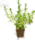 1. (7+ Bacopa Monnieri Easy Freshwater Live Aquarium Plant with Roots Stems)