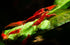 Generic 10+ High Grade Fire Red Cherry Shrimps Neocaridina Live Freshwater Shrimp Aquarium Inverts High-Grade Cherry
