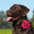 BoomBone Dog Collar Flowers Accessory, Pack of 4 Flower Charms Sliders for Dog Collars