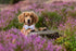 Lionheart glory Purple Dog Collar, Adjustable Collar with Bowtie, Soft Gift Collar for Small Dogs
