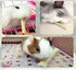 Tfwadmx Small Animal Snacks Sweet Bamboo Molar Treats 200 g, Bunny Chew Toys for Chinchilla Rabbit Guinea Pig