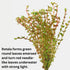 1 5 7 H'ra Red Rotala Rrotundifolia Aquarium Plants Live, Bundle Rotala Aquatic Plants, No Root, to Stems, Live