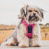 Voyager No Pull Dog Harness for Medium Dogs, Adjustable Soft Pet Harness with 3M Reflective Technology