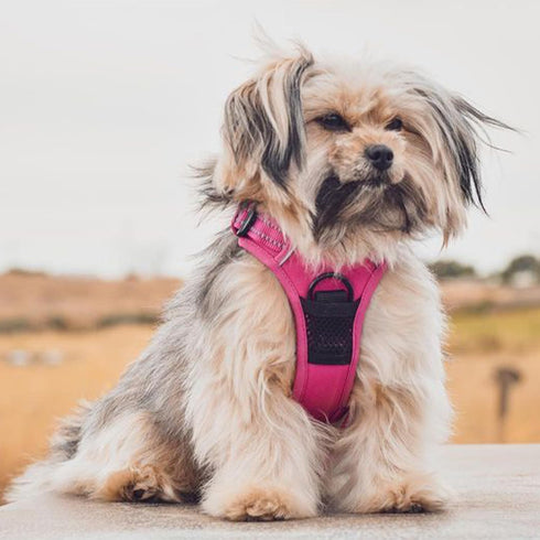 Voyager No Pull Dog Harness for Large Dogs, Adjustable Soft Pet Harness with Dual Leash Attachments, Fuchsia Nylon