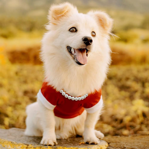 Madison Tyler Dog Pearl Necklace, Durable Cute Fashion Pet Collar for Dogs, Light Pearl Jewelry 19 inches