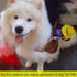 SEIS Pet Riding Costume Novelty Supplies, Cowboy Rider Dog Apparel for Party Dressing Up, Halloween (XXL)