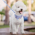 KOOLTAIL Dog Collar and Leash Set, Adjustable Soft Leather Puppy Collar with Bow Tie & Bell for Small Medium Dogs, Blue