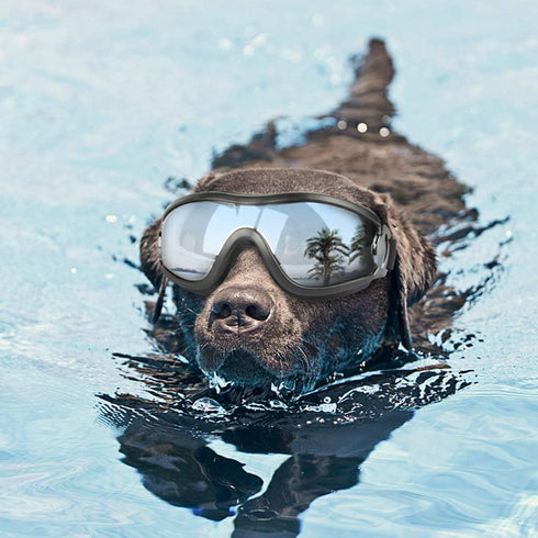 UV Protection Dog Goggles for Medium & Large Dogs - Waterproof Windproof Sunglasses for Long-Snout Breeds Outdoor
