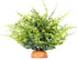 WOLEDOE Fake Green Boston Fern, Reptile Plants for Terrarium, Amphibian Tank Accessories Habitat