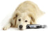 Dremel Pet Grooming Nail Guard Attachment, Ideal for Dog & Cat Nail Trimming