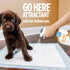 OUT! PetCare Go Here Attractant Indoor and Outdoor Dog Training Spray, 32 oz, House-Training Aid