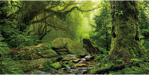 AWERT 30x18 inches Tropical Forest Terrarium Background for Reptile Habitat, Foggy Rainforest Aquarium