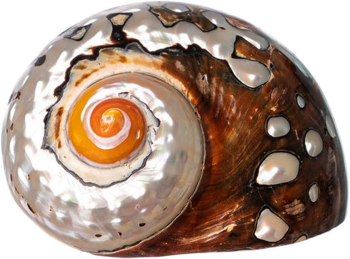 Hermit Crab Shells | Turbo Shells | African Sarmaticus Turbo Shell 2.5"-3"