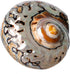 2"-2.5" 1-1.25 Hermit Crab Shells | Turbo Shells | African Sarmaticus Turbo Shell | Shell Opening Size | Hermit Crab