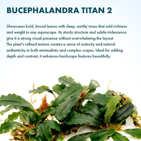 #2 (3-5 SubstrateSource Bucephalandra Titan Live Aquarium Plant - Natural Freshwater Fish Tank Decorations, Aquatic