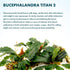 #2 (3-5 SubstrateSource Bucephalandra Titan Live Aquarium Plant - Natural Freshwater Fish Tank Decorations, Aquatic