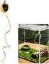 Lovarisse Insects(Wood,Size:4.5 3cm) Walnut Skin Spider Shelter,Magnetic Jumping Spider Habitat,Handmade Climbing