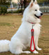 Short Dog Leash, 12 Inch Rope Traffic Handle, Strong Nylon Tab Training Leash for Medium/Large/Ex-Large Dogs