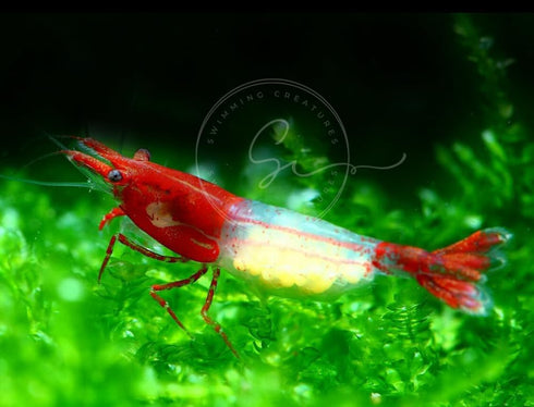 Swimming 10 3 100% Creatures RED Rili Premium Quality Neocaridina Shrimps with Assorted Mystery Snails, Freshwater