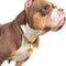 Walking Collar with Dog Tag Design, Secure Buckle Cuban Link Chain Heavy Duty Chew Proof for Medium Large Dogs