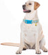 Adjustable Dog Collars with Buckle for Cute Girl Boy Dogs, Soft Fancy Pet Collar with Bee Design for Small Medium Large