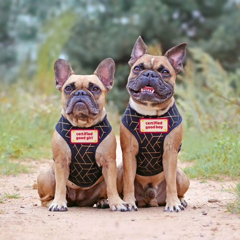 Certified Good Boy Girl Dog Harness Patches: Funny Cute Dogs Patch for Removable Vest Collar Tactical Working