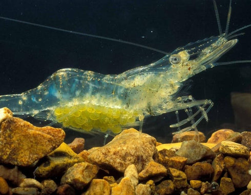 Generic Live Freshwater Ghost Shrimp & Small Crayfish Combo Feeder Shrimp, Live Crawfish, Aquarium Algae Cleaners